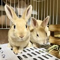 生後二ヶ月、ネザーランドドワーフ三兄弟
