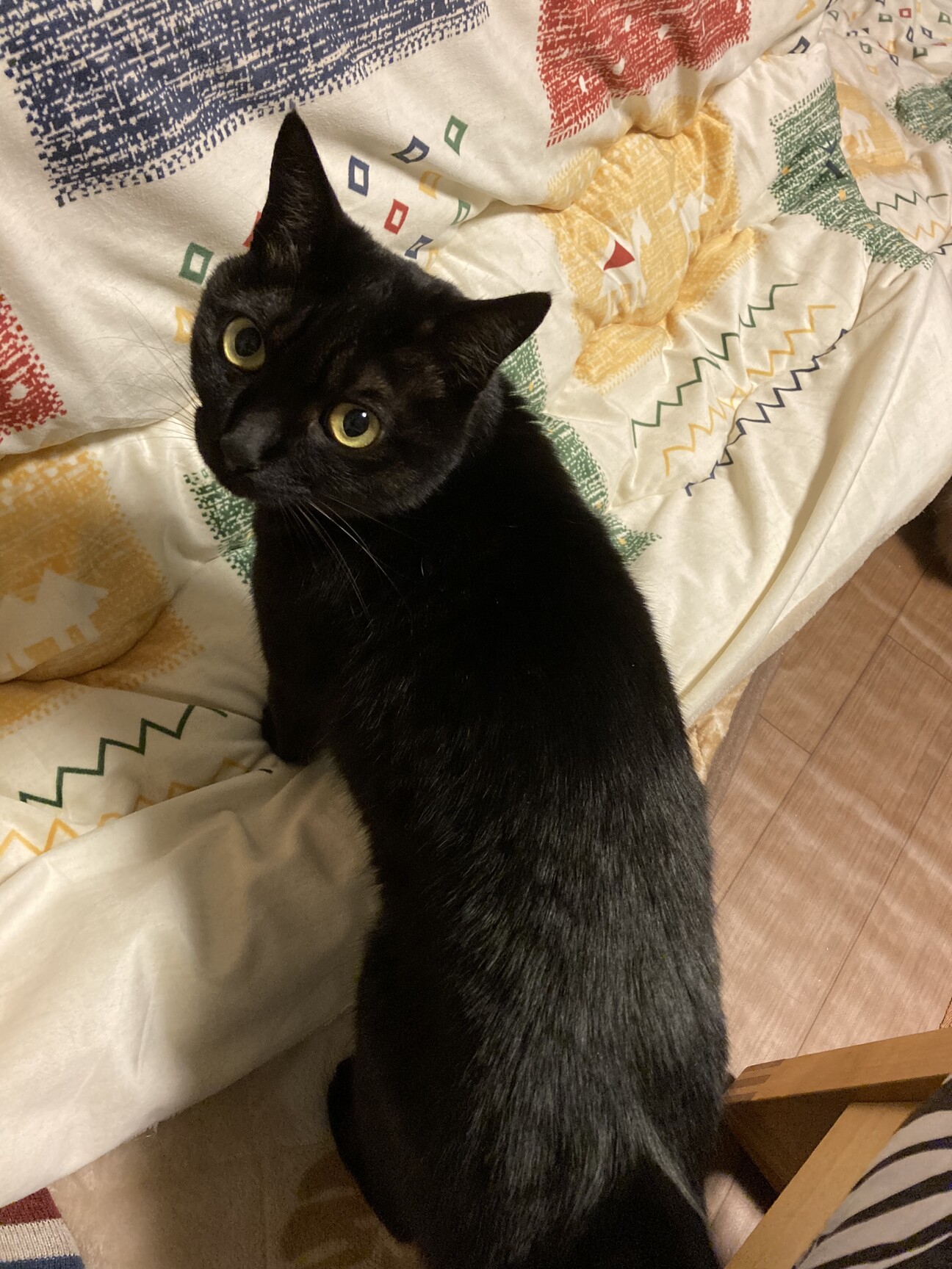 黒キジ猫 ご確認用です!!