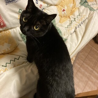 珍しいカラーの黒キジちゃん☆」大阪府 - 猫の里親募集(335361