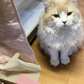 茶白のノルウェージャン男の子