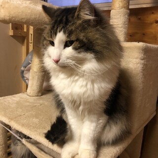 ありがとうございました。