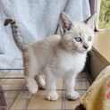 17 オモチ　シャム風ブルーアイ　2ヶ月甘えん坊　