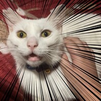 ルーク