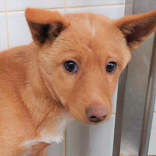 3-3-628◆可愛い子犬◆を家族に迎えませんか？