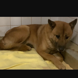 期限まで1週間！後は殺処分機あるセンターに移動です