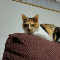ひまり