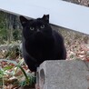 人間観察中の黒ちゃん