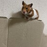 ゆあひまパパ