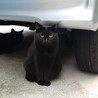 ご飯を待つ黒ちゃん