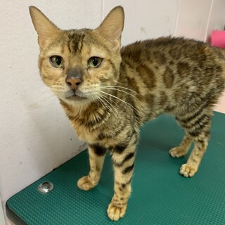 ベンガル　女の子　約3～4歳