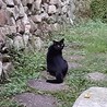 見返り美人(ミニクロちゃん)