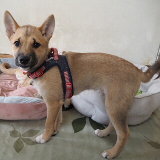 「リオ」男の子