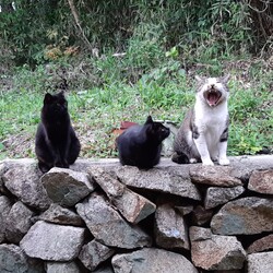 3匹の外猫たち