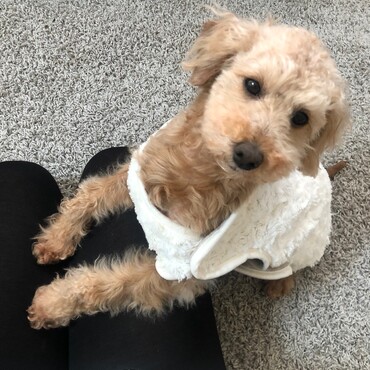 甘えん坊犬です！毎朝ハイテンションです♪