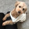 甘えん坊犬です！毎朝ハイテンションです♪