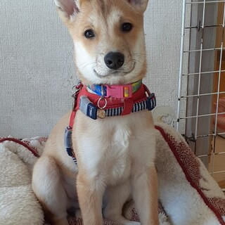 「ルカ」男の子