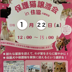 保護猫譲渡会in住協川越支店