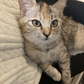 パステルカラーのサビキジ、甘えん坊♀