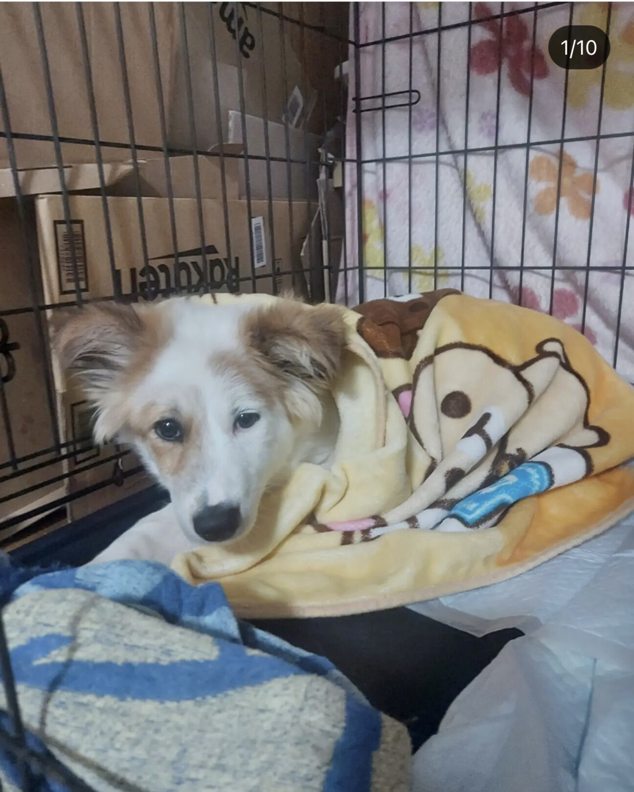 成長のため新規投稿へ優し 栃木県 犬の里親募集 ペットのおうち 月間利用者150万人