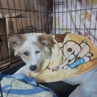 成長のため新規投稿へ優しくおっとり子犬おかゆ