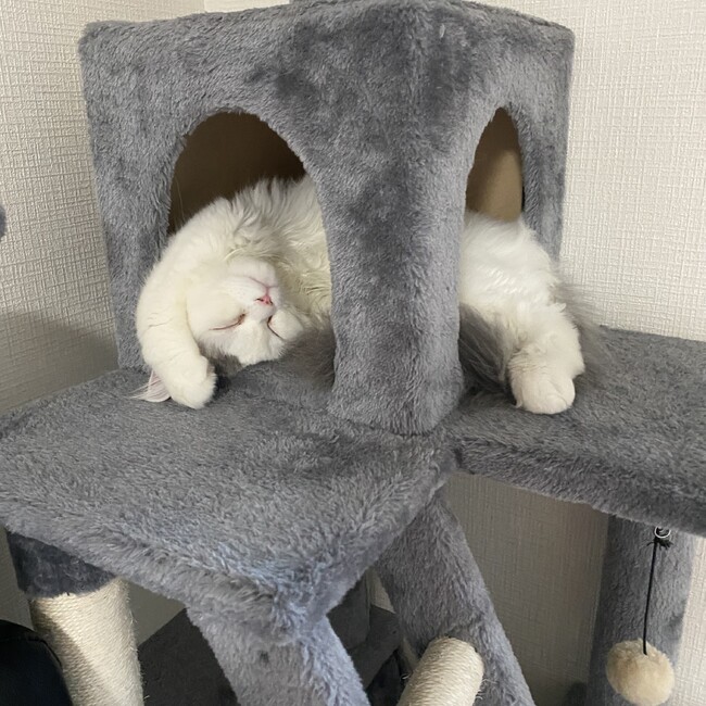 バラクのカバー写真