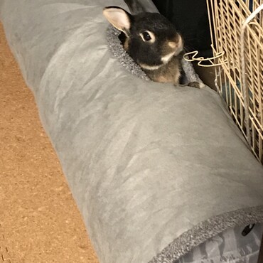 ﾍﾞﾝﾍﾞ