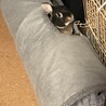 ﾍﾞﾝﾍﾞ