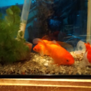 金魚8匹の里親さん募集します