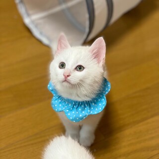 ずっとゴロゴロ言ってるソルト