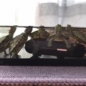 ミドリガメの赤ちゃん3匹