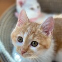 おっとり甘え上手のオリーブくん