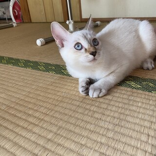 生後4ヶ月ほどの子猫（女の子）