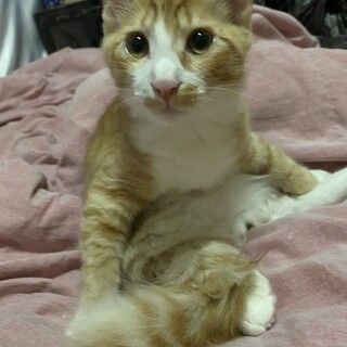 生後4ヶ月ほどの子猫（男の子）