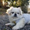 クリームコロン