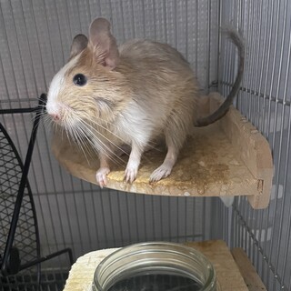 デグーくんの里親募集中です！！