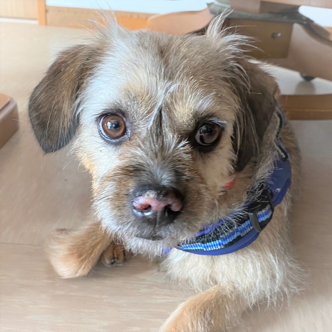 若いボーダーテリアミック 埼玉県 犬の里親募集 ペットのおうち 月間利用者150万人