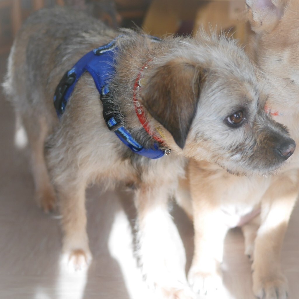 若いボーダーテリアミック 埼玉県 犬の里親募集 ペットのおうち 月間利用者150万人