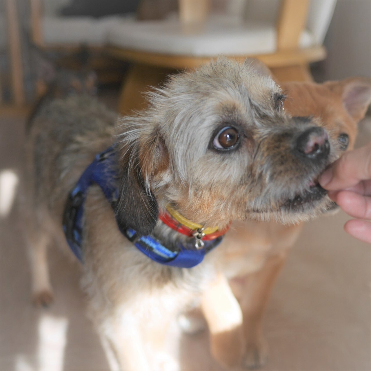 若いボーダーテリアミック 埼玉県 犬の里親募集 ペットのおうち 月間利用者150万人