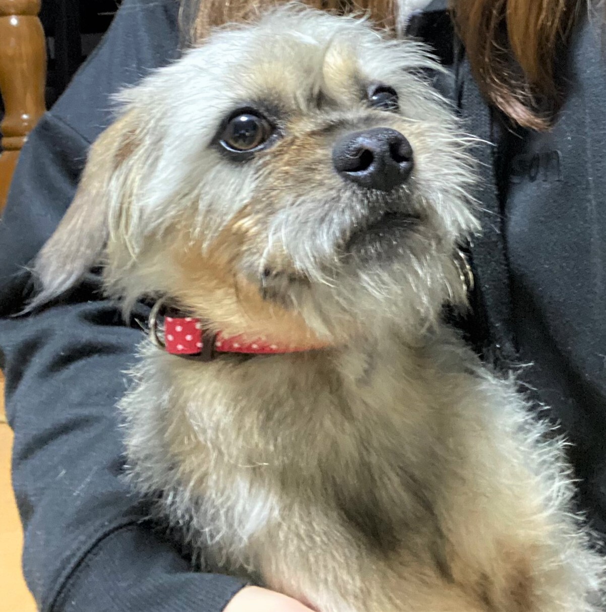 若いボーダーテリアミック 埼玉県 犬の里親募集 ペットのおうち 月間利用者150万人