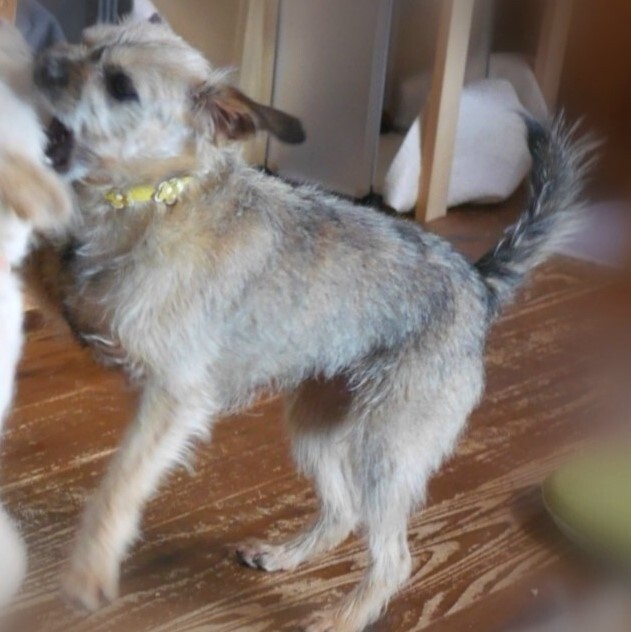 若いボーダーテリアミック 埼玉県 犬の里親募集 ペットのおうち 月間利用者150万人