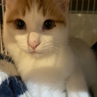 ふわふわ茶白こねこ♂