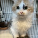 ふわふわみけこねこ