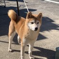 里親募集‼︎美人な柴犬