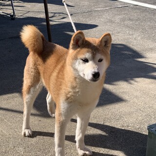 里親募集‼︎美人な柴犬