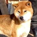 柴犬　優良血統の男の子達