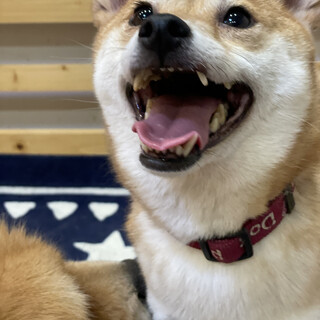 【小平市ラコちゃん募集一時停止