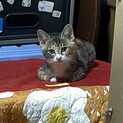 少しシャイな女の子です。
