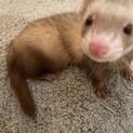 大切に飼っていただける方のみ