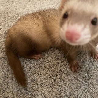 大切に飼っていただける方のみ