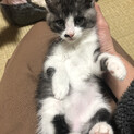 一時募集停止ふわふわの生後1ヶ月半の子猫